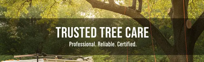Cambridge, MA tree removal service hero image for safe, professional tree care