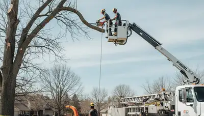 Cambridge, MA tree removal crew safely removing a large tree for a residential property