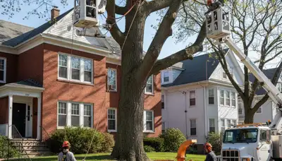 Tree service crew in Cambridge, MA performing professional tree removal for a local property
