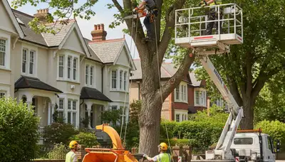 Cambridge MA tree service crew providing professional tree removal and trimming for local properties