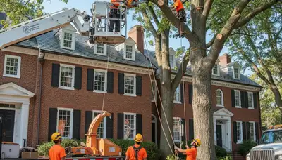 Cambridge, MA tree removal crew providing professional tree service for residential and commercial properties