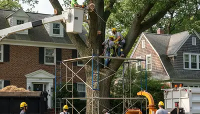 Tree service crew in Cambridge, MA removing a tree for safe, professional property protection