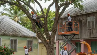 Tree service crew in Cambridge, MA providing professional tree removal and trimming for homeowners