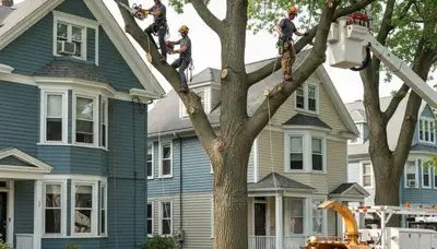 Tree service crew in Cambridge, MA providing professional tree removal and trimming for local properties
