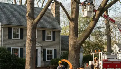 Tree service crew in Cambridge, MA providing professional tree removal and trimming on a residential property