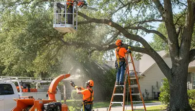 Tree service crew trimming trees in Cambridge, MA for safer, healthier growth